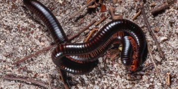 Piolho-de-cobra: inofensivo ou venenoso? A resposta é um meio-termo