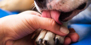 Seu cão lambe as patas com frequência? Fique atento e saiba como ajudá-lo