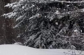 Há um husky oculto na neve que só pessoas de QI alto conseguem achar