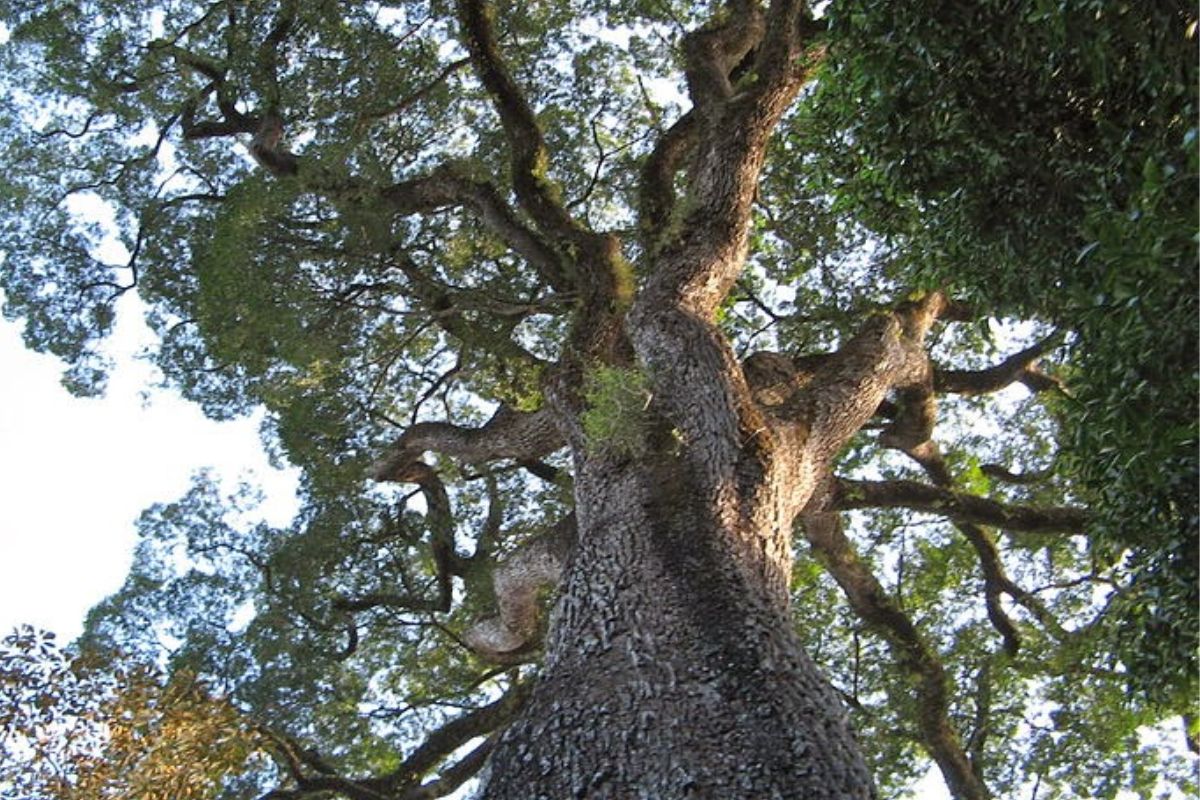 Árvores mais velhas do mundo.