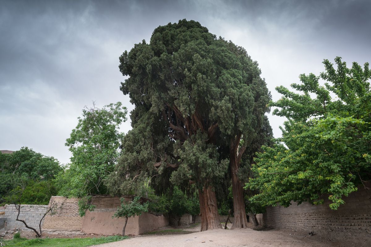 Árvores mais velhas do mundo.