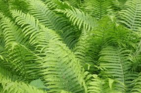 5 plantas purificadoras transformam ambientes internos em oásis de saúde