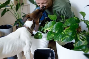 Proteja seu pet! Estas 9 plantas tóxicas podem envenenar cães e gatos