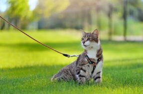 Afinal, gatos podem passear fora de casa? Entenda os riscos e benefícios
