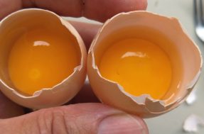 Se identificar uma mancha vermelha no ovo, PARE o que estiver fazendo