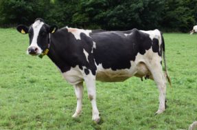 Sagrada, não só na Índia: leilão vende pedaço de vaca por R$ 7 milhões