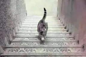 O gato está subindo ou descendo a escada: cuidado ao dar sua resposta