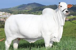 Bela, rica e hidratada: vaca que faz skin care já vale mais de R$ 20 milhões