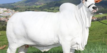 Vaca - Viatina-19