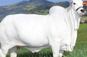 Vaca mais cara do mundo: por que ela chega a custar até R$ 21 milhões?