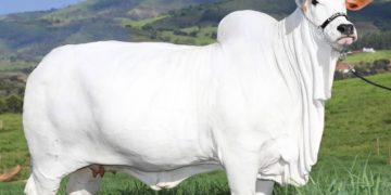 Vaca mais cara do mundo