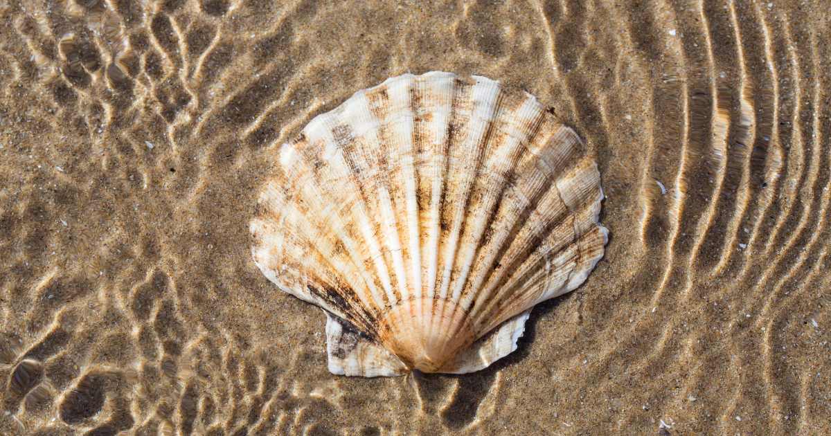 stop picking up sea shells and take them home;  Know what causes it