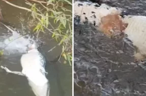 Força da natureza: vídeo de jacaré sendo devorado por piranhas é assustador