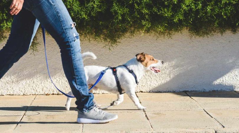 Passear com cães agora é crime em diversas cidades deste país