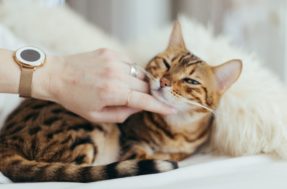 Amor felino: afinal, como os gatos escolhem a sua pessoa favorita?