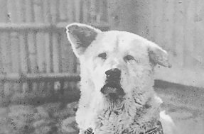 ESTE é Hachiko, conhecido como o cachorro mais fiel do mundo; veja sua história