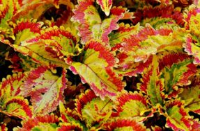 Mosaico perfeito: 7 plantas com folhagem colorida para alegrar seu jardim