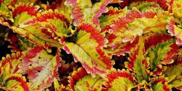 Conheça 7 plantas com folhagem colorida que vão deixar o seu jardim mais radiante