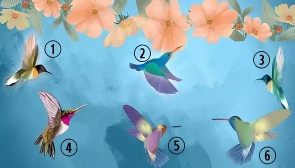 Qual beija-flor você escolhe? Faça o teste visual e entenda sua personalidade