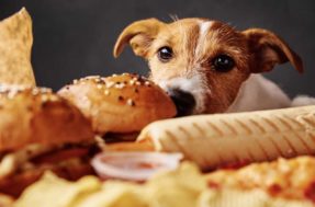 Alerta importante: veja o que acontece com o cachorro que comeu pão