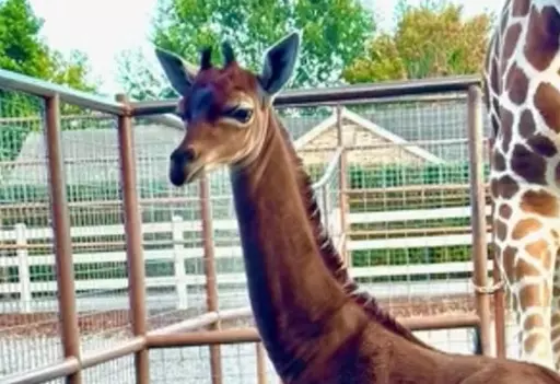 Nascimento de girafa sem manchas nos EUA chama atenção (Foto: Internet)