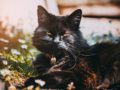 O registro do Guinness não conta com fotografias de Blackie, um gatinho preto