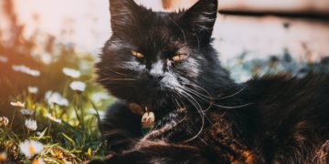 O registro do Guinness não conta com fotografias de Blackie, um gatinho preto