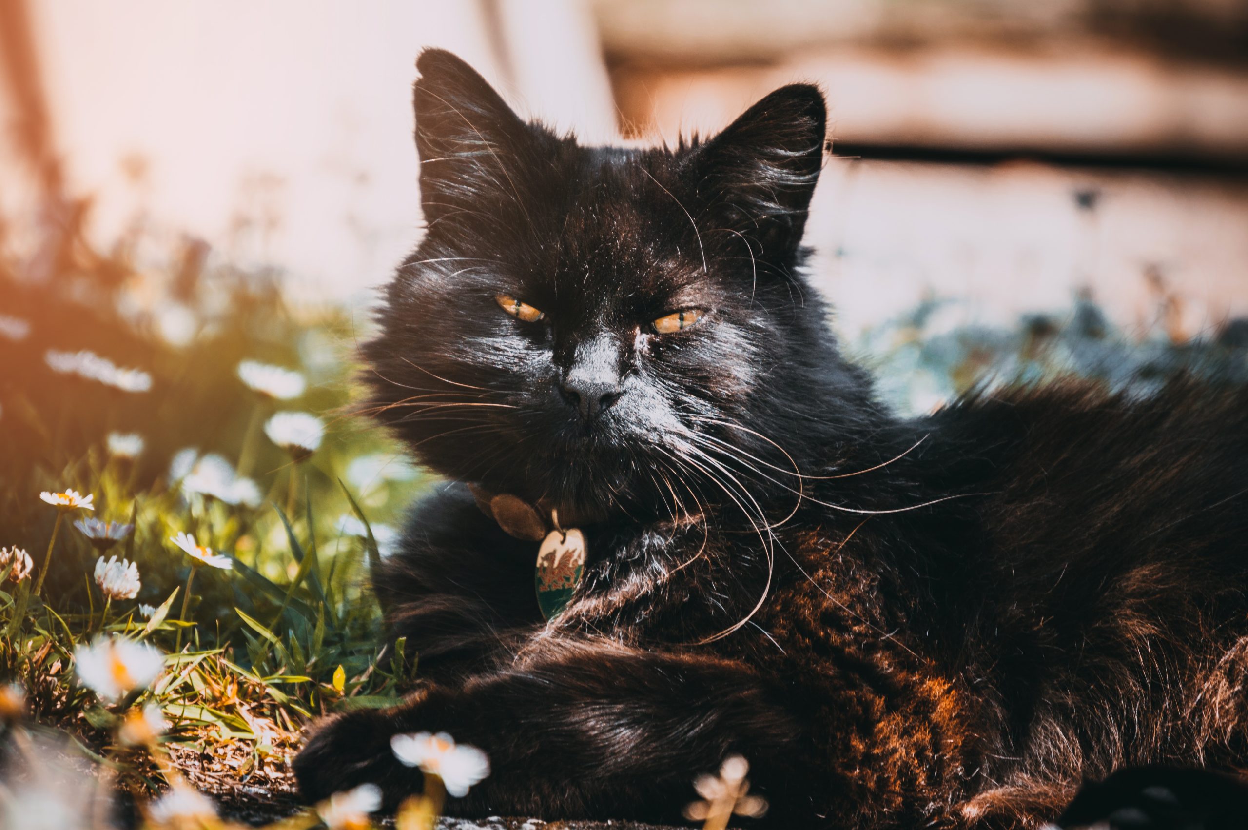 O registro do Guinness não conta com fotografias de Blackie, um gatinho preto