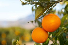Os 5 passos essenciais para você plantar tangerina em casa – é bem fácil!