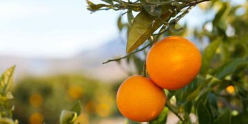 Introdução à jardinagem: confira o passo a passo para plantar tangerina