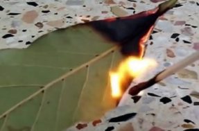 5 boas razões para você queimar folhas de louro em casa e nunca mais parar