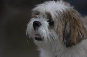 Polêmica! País defende a extinção de cães da raça shih tzu; veja o motivo