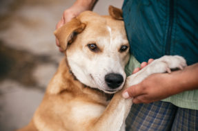 Inscrições abertas: conheça o auxílio veterinário para ONGs e voluntários da proteção animal