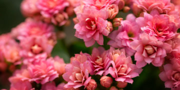 Flor-da-fortuna: além da decoração, ela promove sorte e prosperidade