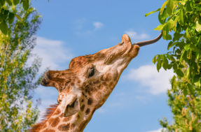 Única no mundo: zoológico choca ao anunciar nascimento de girafa SEM manchas