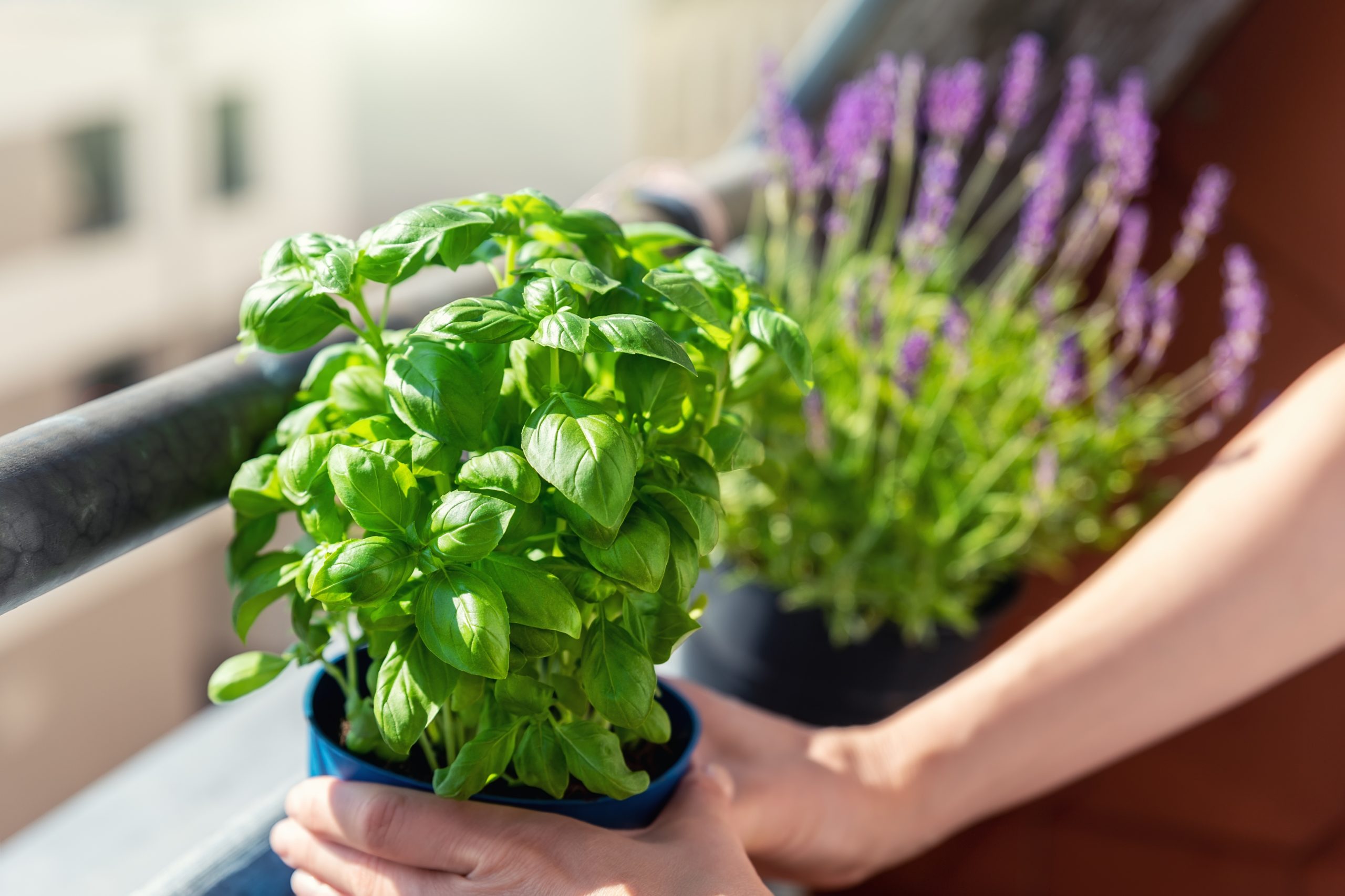 Como Fazer As Plantas Crescerem Mais Rápido? 6 Dicas Que Ninguém Conta