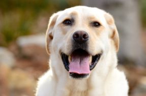 Match dos pets: 4 melhores raças de cachorro para quem vive sozinho