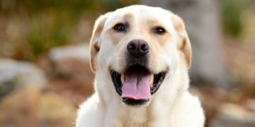 As 4 melhores raças de cachorro para quem vive sozinho: encontre seu pet perfeito