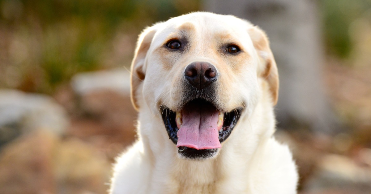As 4 melhores raças de cachorro para quem vive sozinho: encontre seu pet perfeito