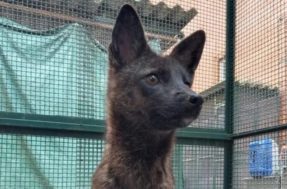 Cruzamento de cachorro com raposa: nova espécie animal é achada no Brasil