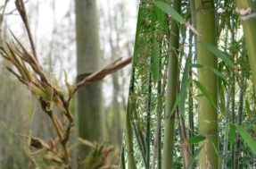 Após 120 anos, bambu-japonês floresce e isso pode ser um problema