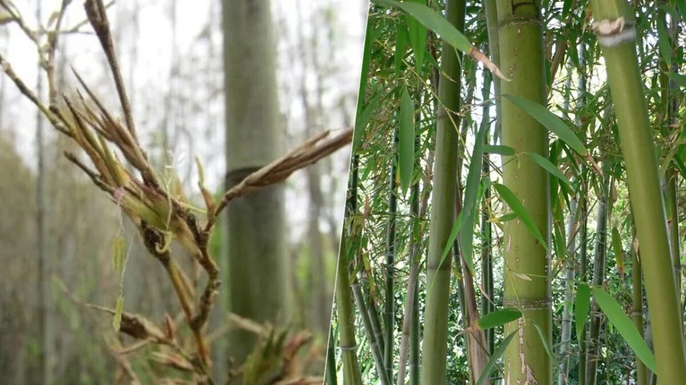 Bambu-japonês floresce após 120 anos: entenda como isso pode mudar ecossistemas