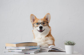 Einstens caninos! Top 10 raças de cachorros mais inteligentes do mundo