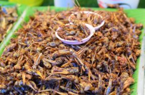 Comeria insetos para emagrecer? Eles guardam substância poderosa para perder peso