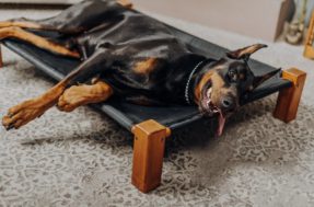 Segurança canina: 8 raças de cães de guarda para proteger sua casa