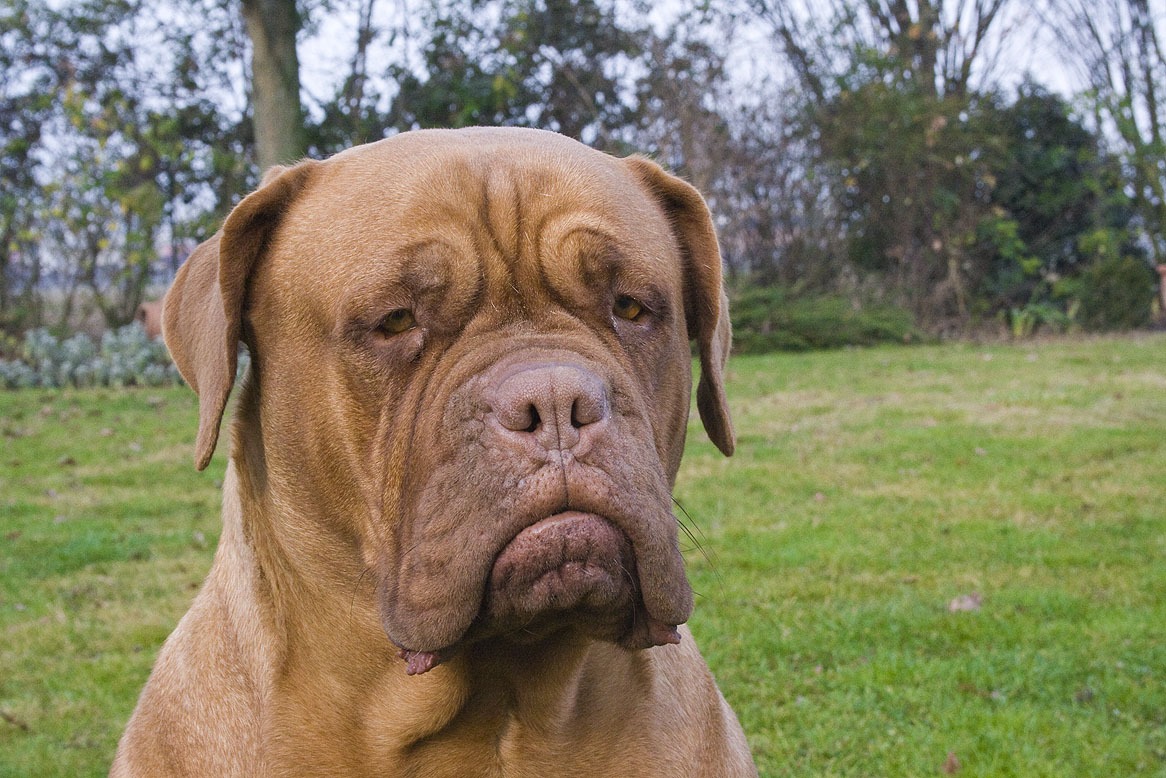 Conheça as 10 raças de cães com as mordidas mais fortes do mundo