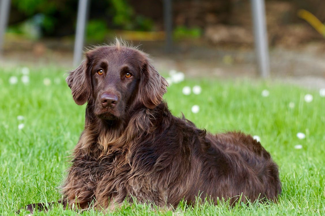 El veterinario revela qué razas de perros son difíciles de cuidar