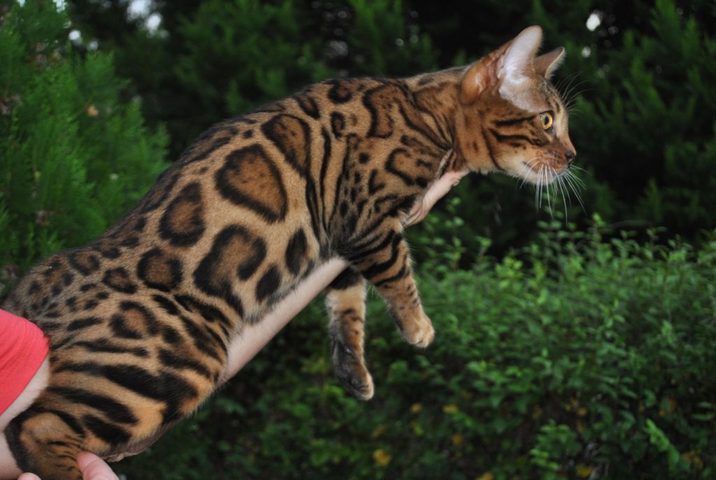 Descubra as 10 raças de gatos mais raras e surpreendentes do mundo