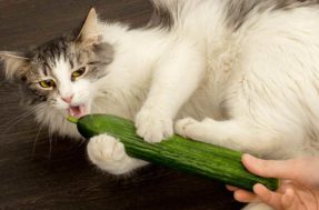 Por que os gatos se assustam com pepino? Resposta vai te surpreender