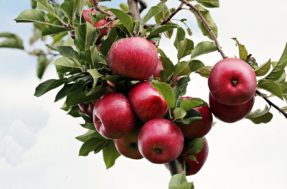 Ozempics naturais: 5 frutas coringas na deita de quem quer emagrecer